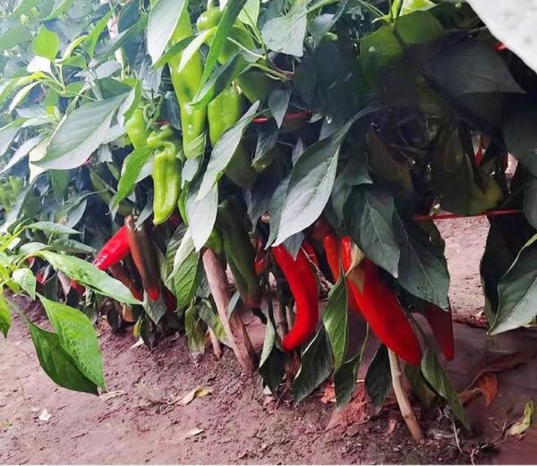 54. Green Horn Pepper(green) Seedling 青牛角椒苗