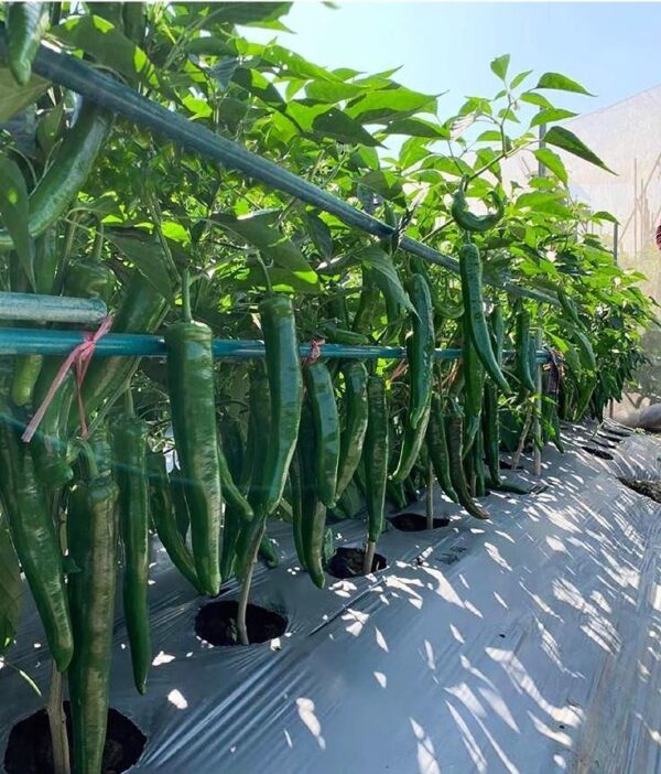 54. Green Horn Pepper(green) Seedling 青牛角椒苗
