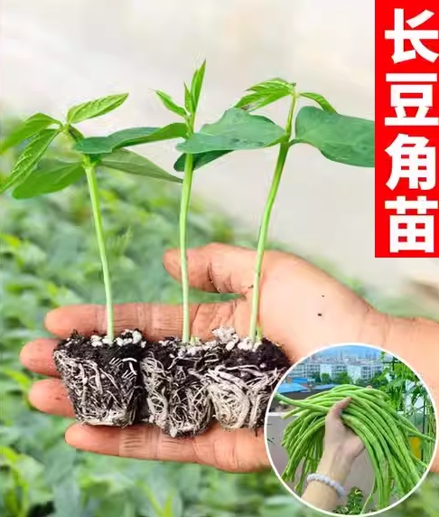 79. Long Bean Seedling 青长豆角苗