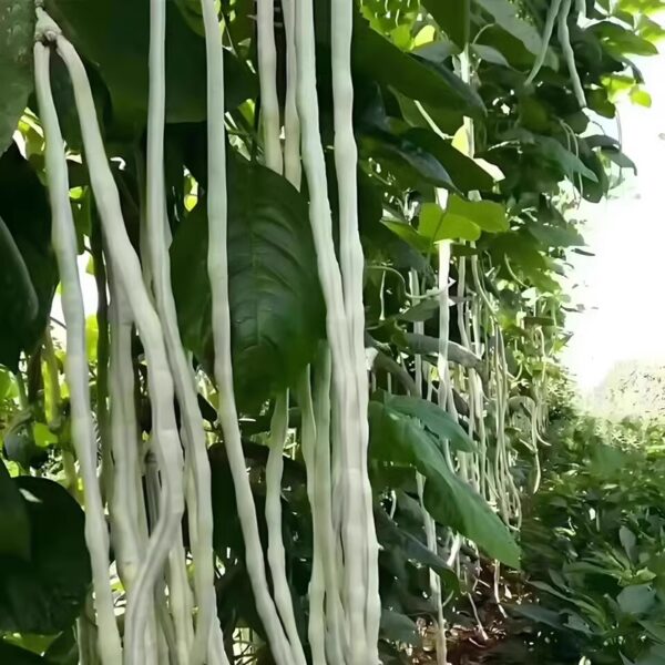 79. Long Bean Seedling 青长豆角苗