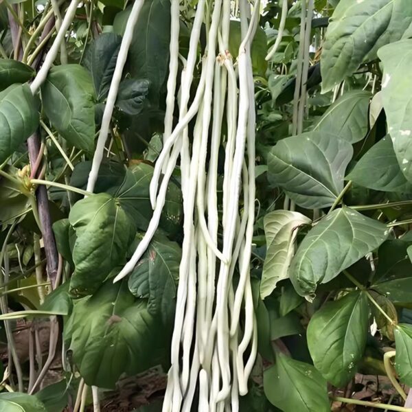 79. Long Bean Seedling 青长豆角苗