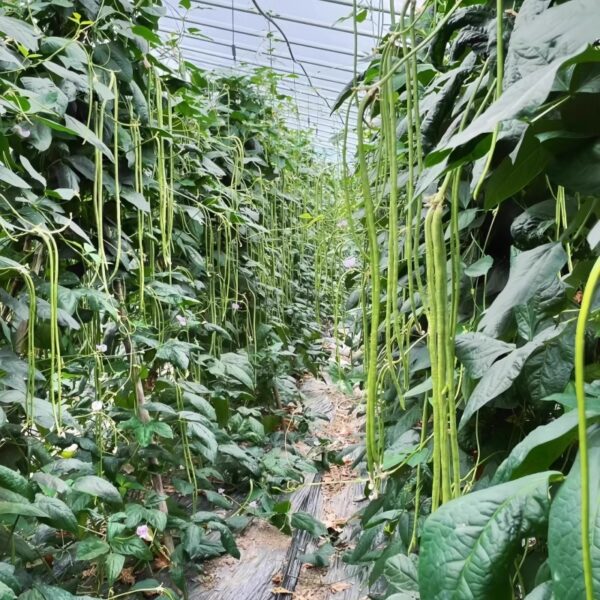 79. Long Bean Seedling 青长豆角苗