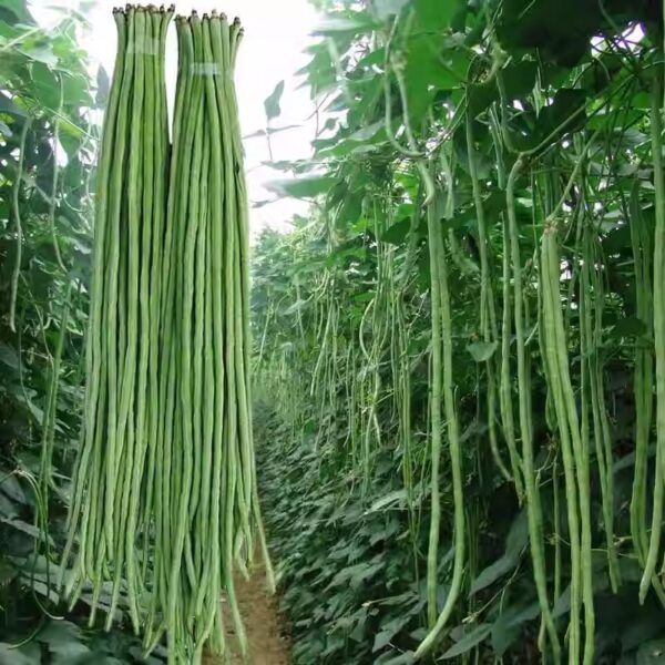 79. Long Bean Seedling 青长豆角苗