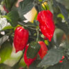 gallery-2