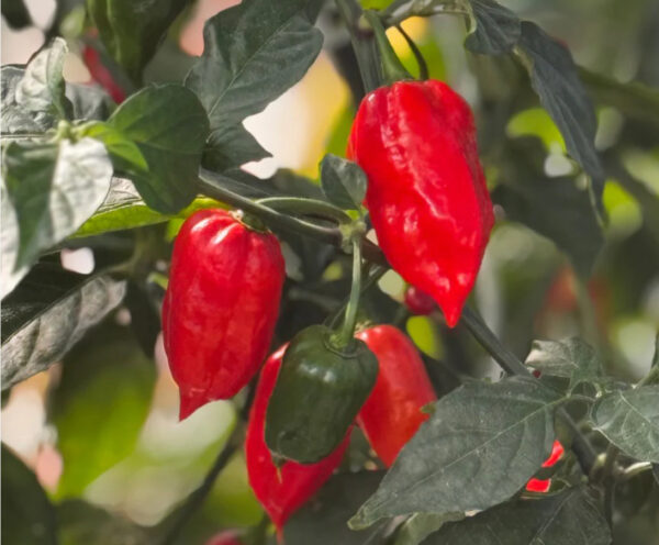 60. Ghost Pepper Seedling 魔鬼辣椒苗(断魂椒)
