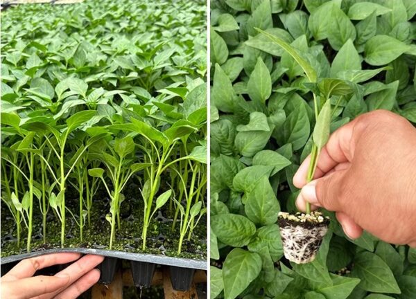 60. Ghost Pepper Seedling 魔鬼辣椒苗(断魂椒)