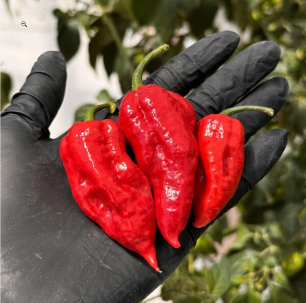 60. Ghost Pepper Seedling 魔鬼辣椒苗(断魂椒)