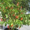 gallery-5