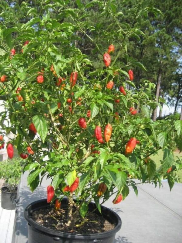 60. Ghost Pepper Seedling 魔鬼辣椒苗(断魂椒)