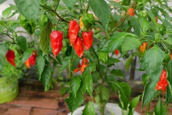 60. Ghost Pepper Seedling 魔鬼辣椒苗(断魂椒)