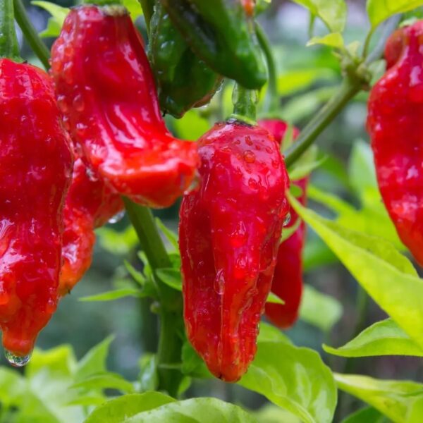 60. Ghost Pepper Seedling 魔鬼辣椒苗(断魂椒)