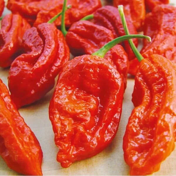 60. Ghost Pepper Seedling 魔鬼辣椒苗(断魂椒)