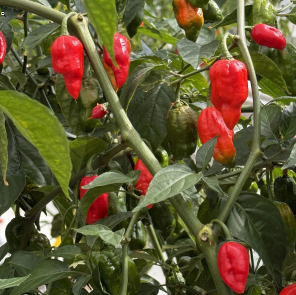 60. Ghost Pepper Seedling 魔鬼辣椒苗(断魂椒)