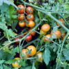 gallery-4