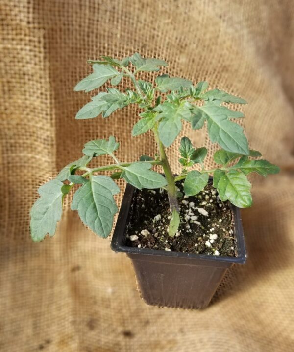 51. Bumble Bee Sunrise(yellow mix) Seedling 黄混合色大黃蜂番苗
