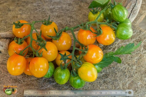 51. Bumble Bee Sunrise(yellow mix) Seedling 黄混合色大黃蜂番苗