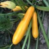gallery-1