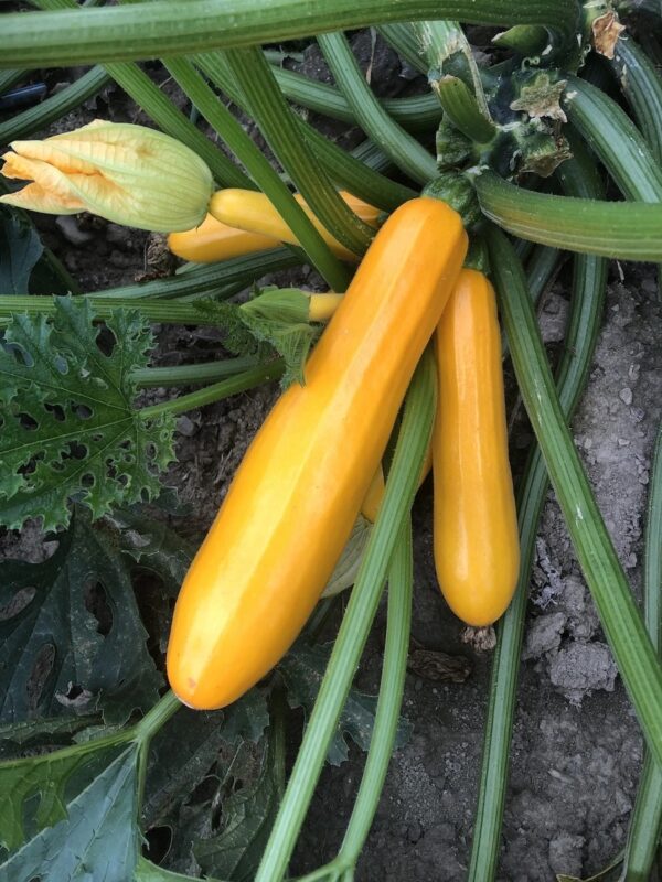 85. Golden Zucchini Seedling 黄色意大利瓜苗
