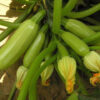 gallery-2
