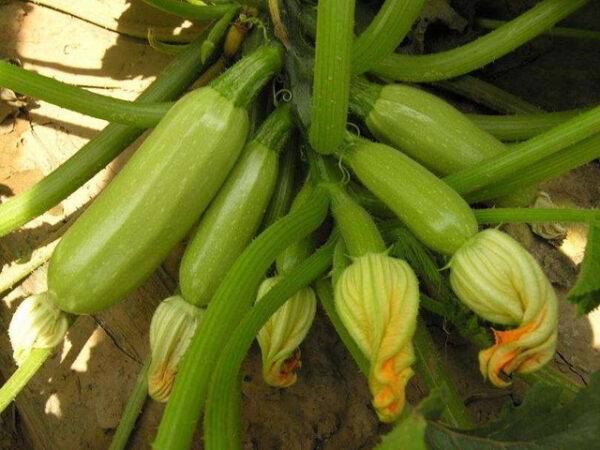 85. Golden Zucchini Seedling 黄色意大利瓜苗