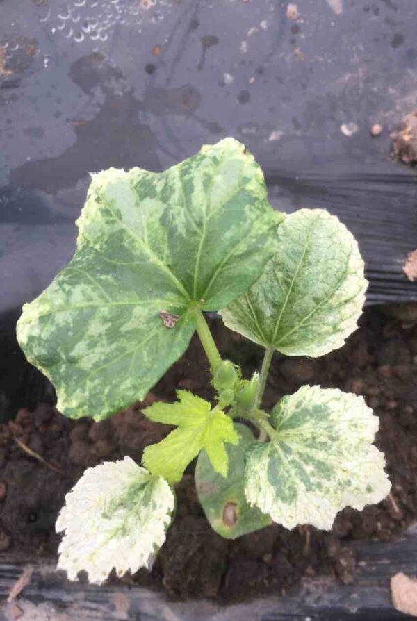 85. Golden Zucchini Seedling 黄色意大利瓜苗