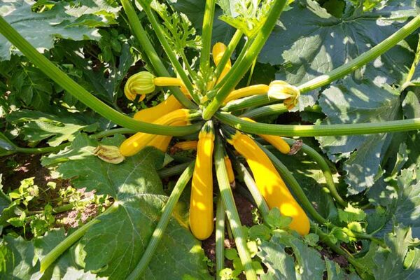 85. Golden Zucchini Seedling 黄色意大利瓜苗