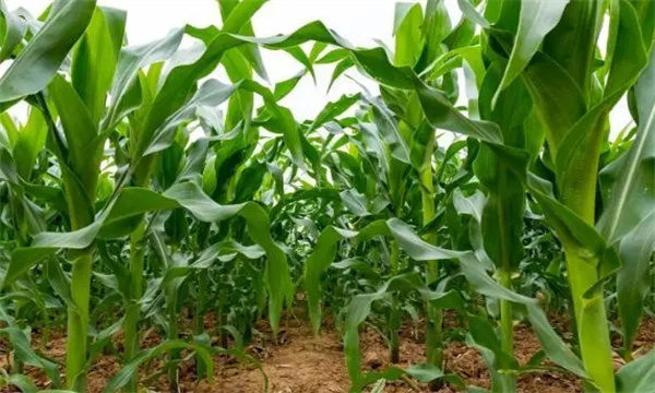 87. Dark Purple Waxy Corn Seedling 黑紫甜糯玉米苗