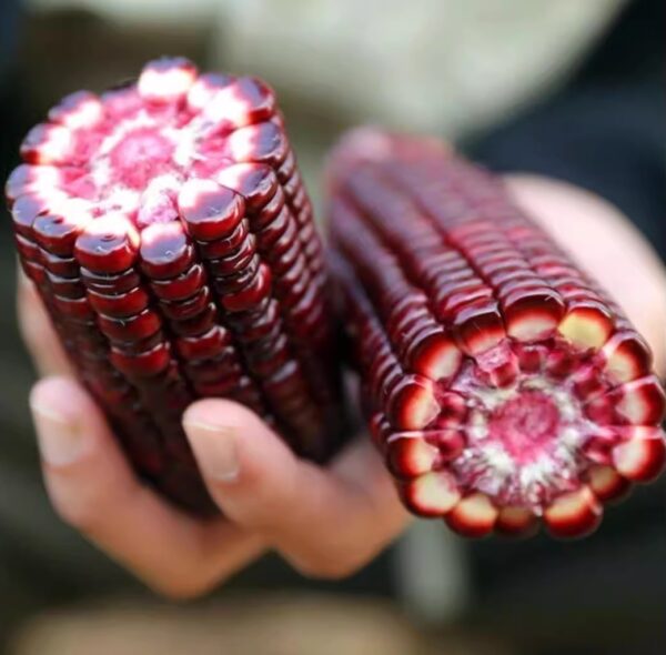 87. Dark Purple Waxy Corn Seedling 黑紫甜糯玉米苗