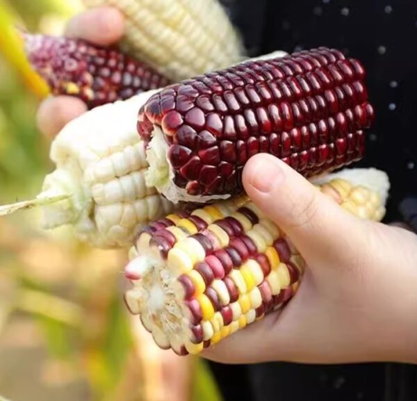 87. Dark Purple Waxy Corn Seedling 黑紫甜糯玉米苗