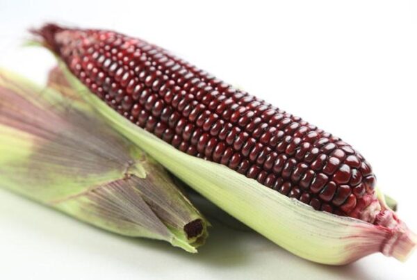 87. Dark Purple Waxy Corn Seedling 黑紫甜糯玉米苗