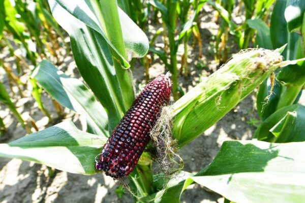 87. Dark Purple Waxy Corn Seedling 黑紫甜糯玉米苗