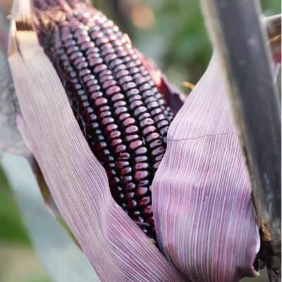 hover-87-dark-purple-waxy-corn-%e9%bb%91%e7%b4%ab%e7%94%9c%e7%b3%af%e7%8e%89%e7%b1%b3