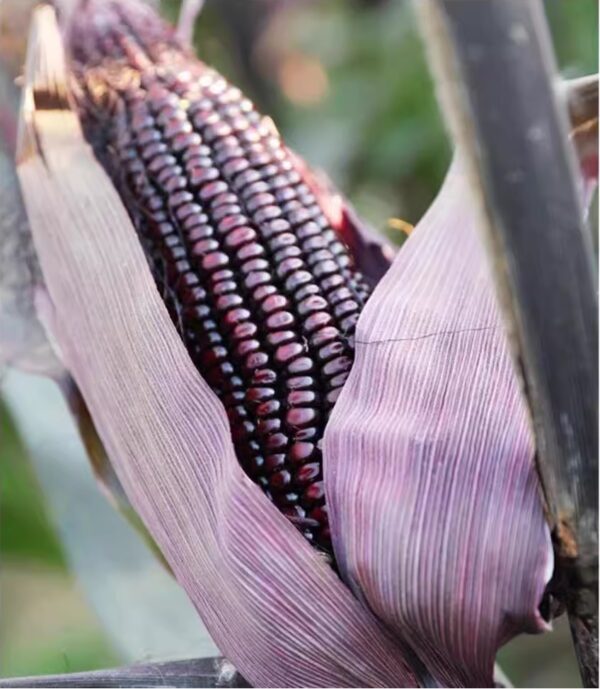 87. Dark Purple Waxy Corn Seedling 黑紫甜糯玉米苗