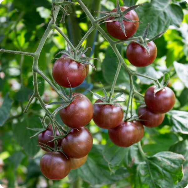 34. Black Cherry Tomato Seedling 黑色樱桃番茄苗