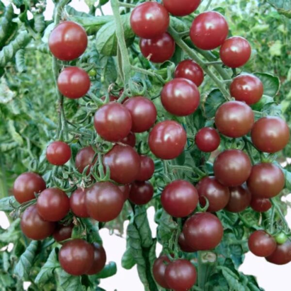 34. Black Cherry Tomato Seedling 黑色樱桃番茄苗