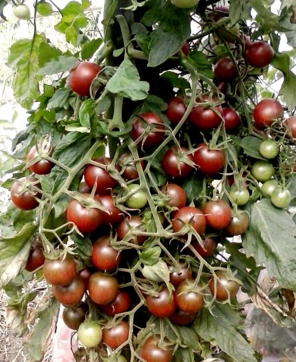 34. Black Cherry Tomato Seedling 黑色樱桃番茄苗
