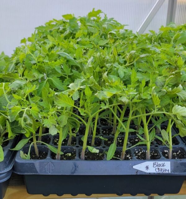 34. Black Cherry Tomato Seedling 黑色樱桃番茄苗