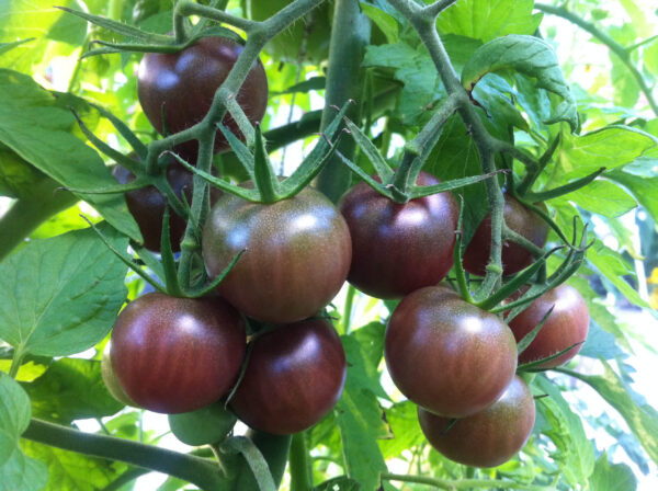 34. Black Cherry Tomato Seedling 黑色樱桃番茄苗