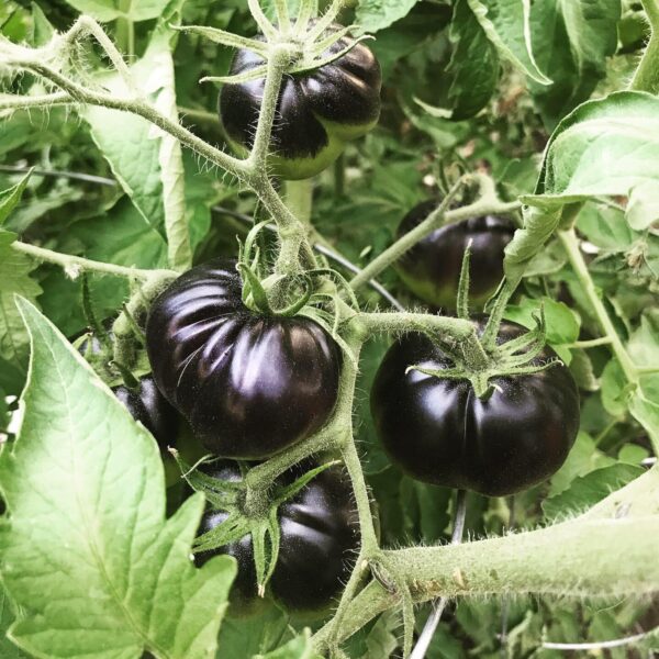 33. Black Beauty Tomato Seedling 黑色美人番茄苗