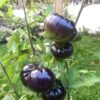 gallery-2