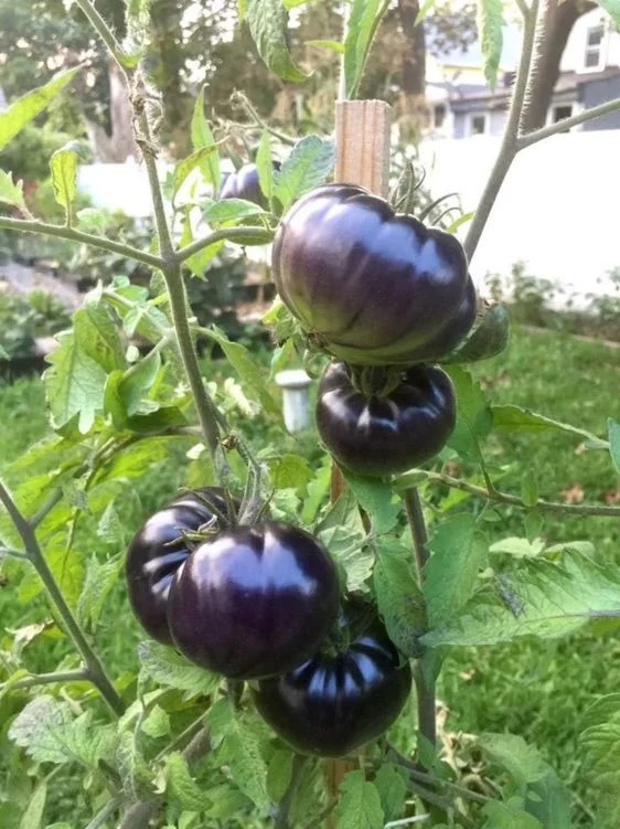 33. Black Beauty Tomato Seedling 黑色美人番茄苗