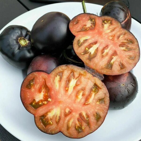 33. Black Beauty Tomato Seedling 黑色美人番茄苗