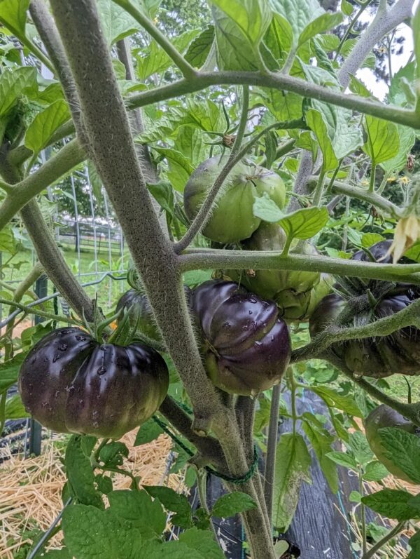 33. Black Beauty Tomato Seedling 黑色美人番茄苗