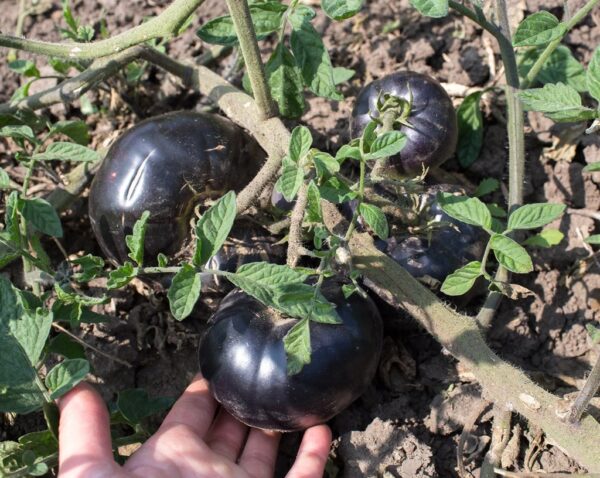 33. Black Beauty Tomato Seedling 黑色美人番茄苗