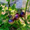 gallery-3