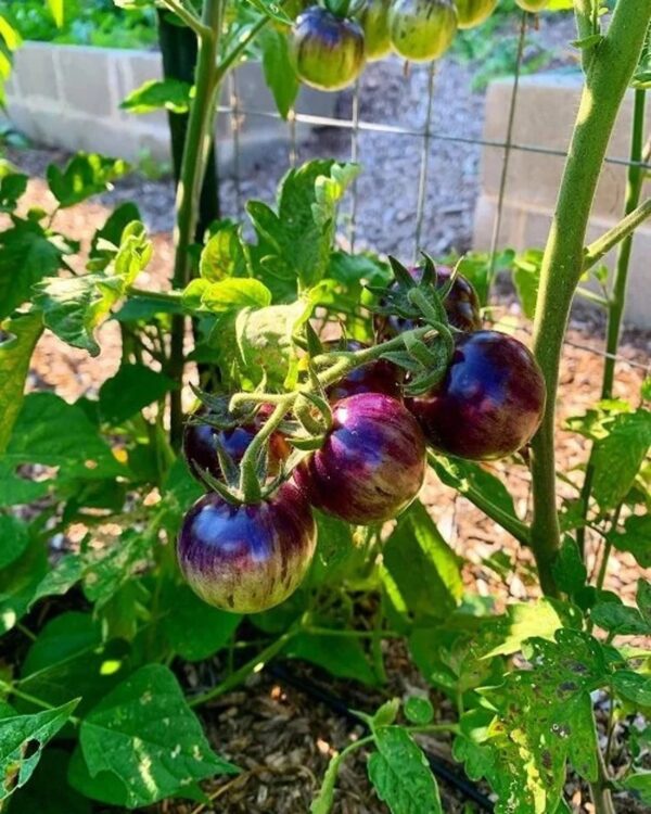 35. Black Strawberry Tomato Seedling 黑色草莓番茄苗