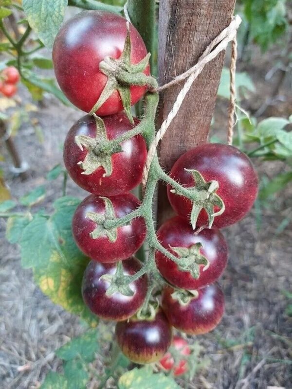 35. Black Strawberry Tomato Seedling 黑色草莓番茄苗
