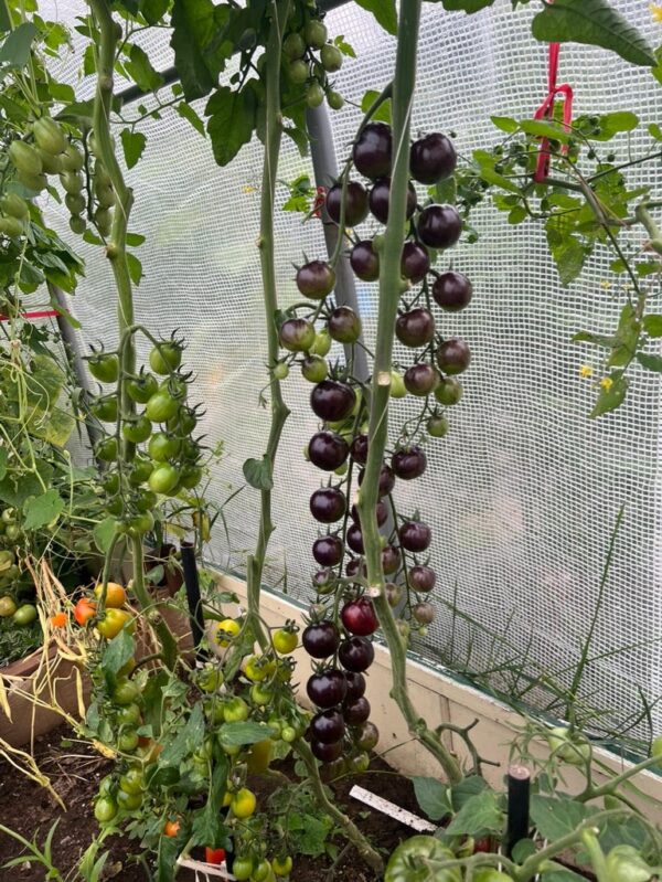 35. Black Strawberry Tomato Seedling 黑色草莓番茄苗