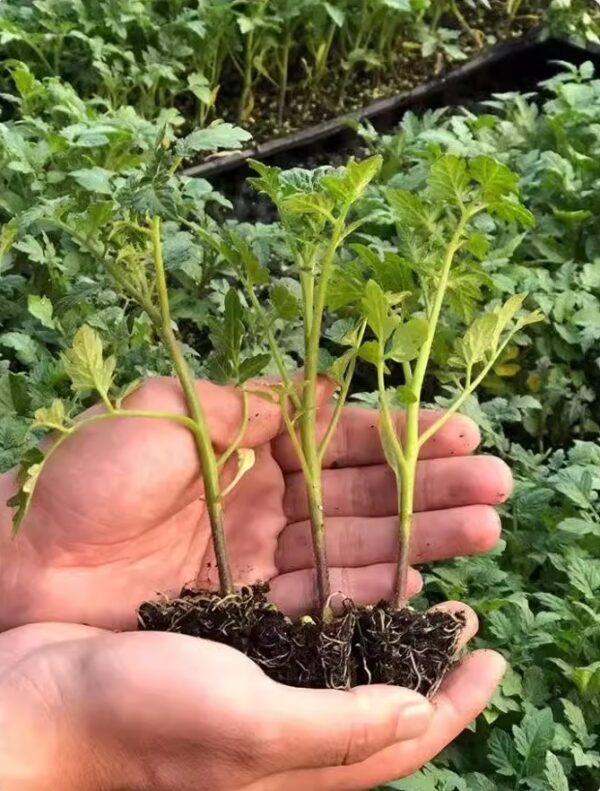 35. Black Strawberry Tomato Seedling 黑色草莓番茄苗