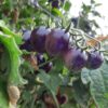 gallery-1
